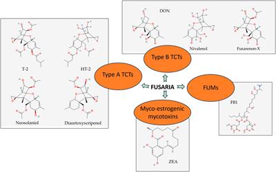 Fusarium biocontrol: antagonism and mycotoxin elimination by lactic acid bacteria